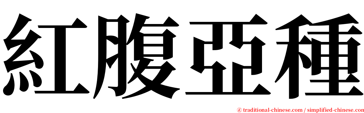 紅腹亞種 serif font