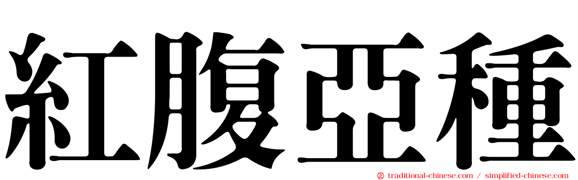 紅腹亞種
