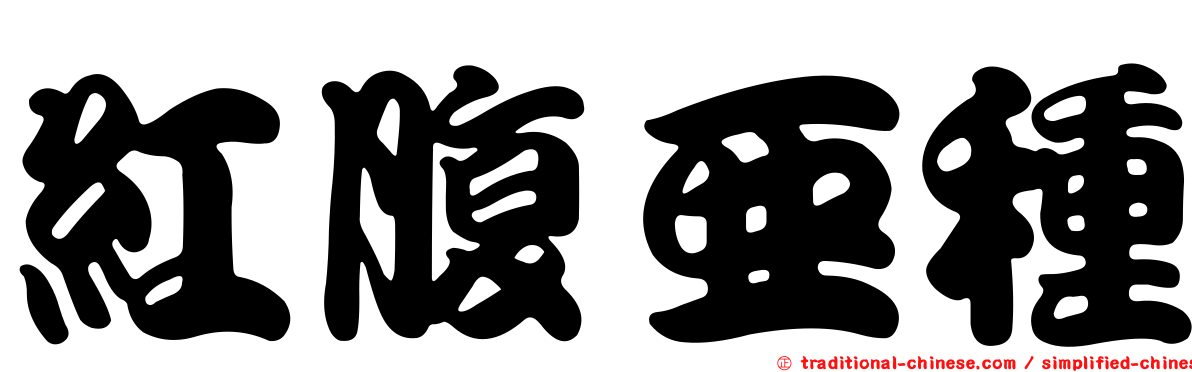 紅腹亞種