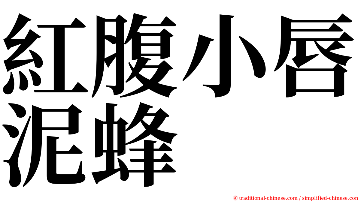 紅腹小唇泥蜂 serif font