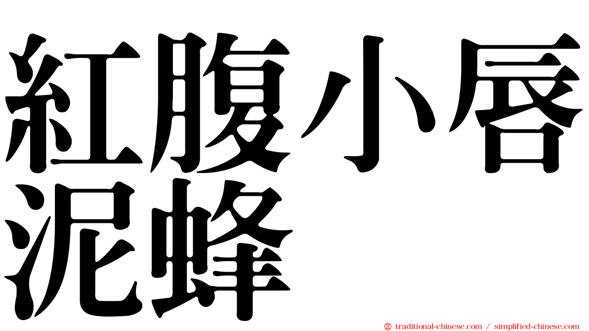 紅腹小唇泥蜂