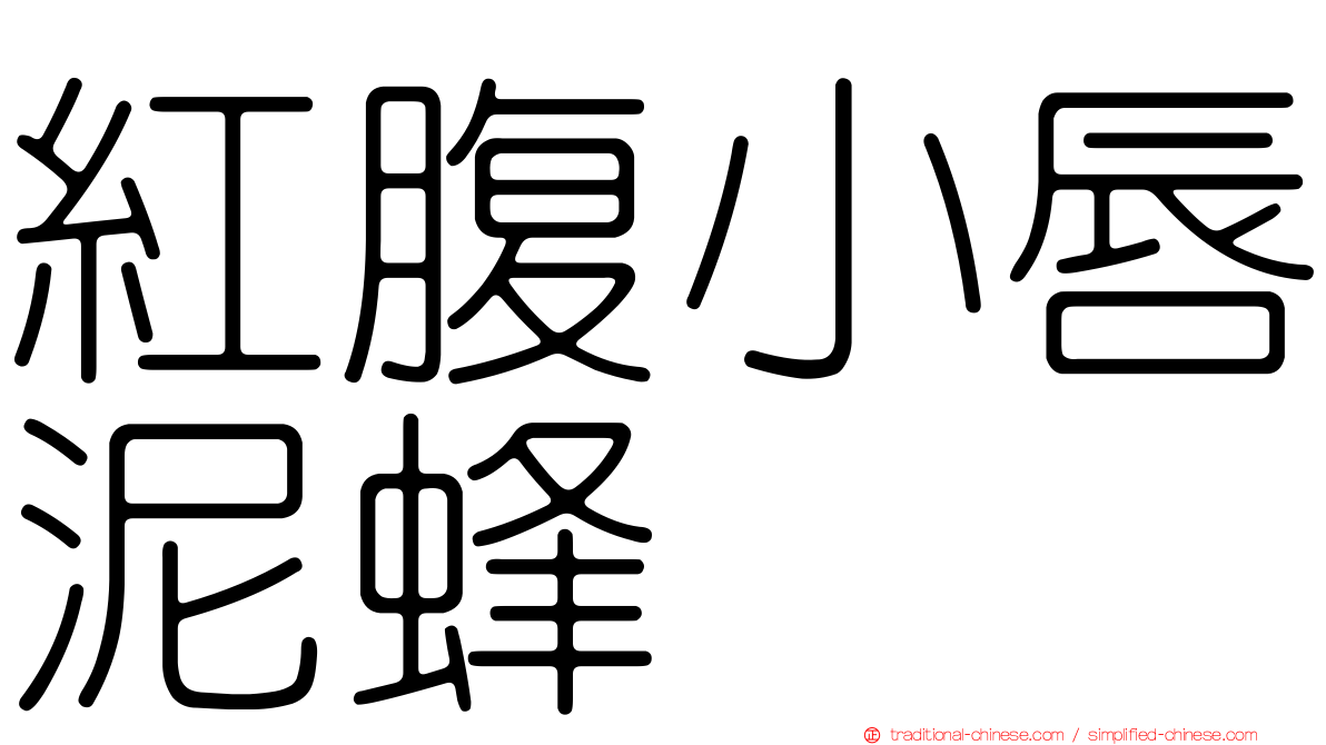 紅腹小唇泥蜂