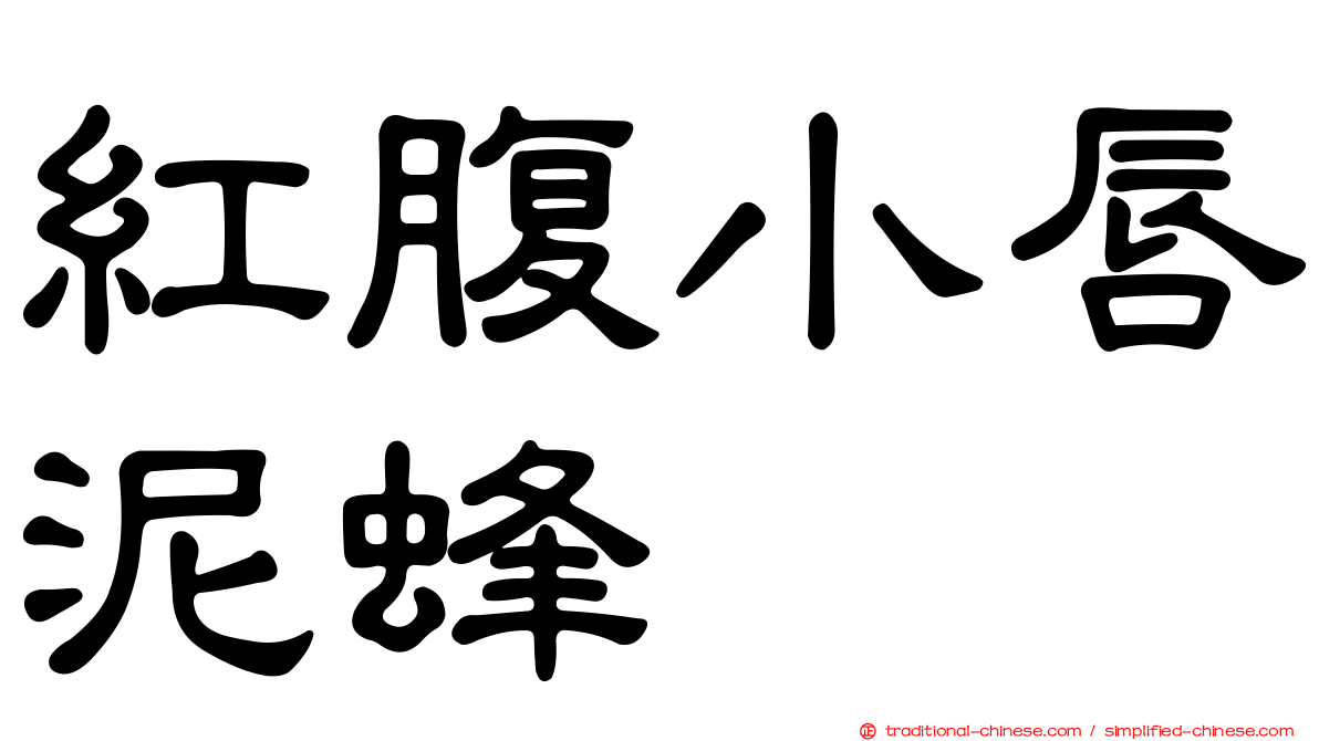 紅腹小唇泥蜂