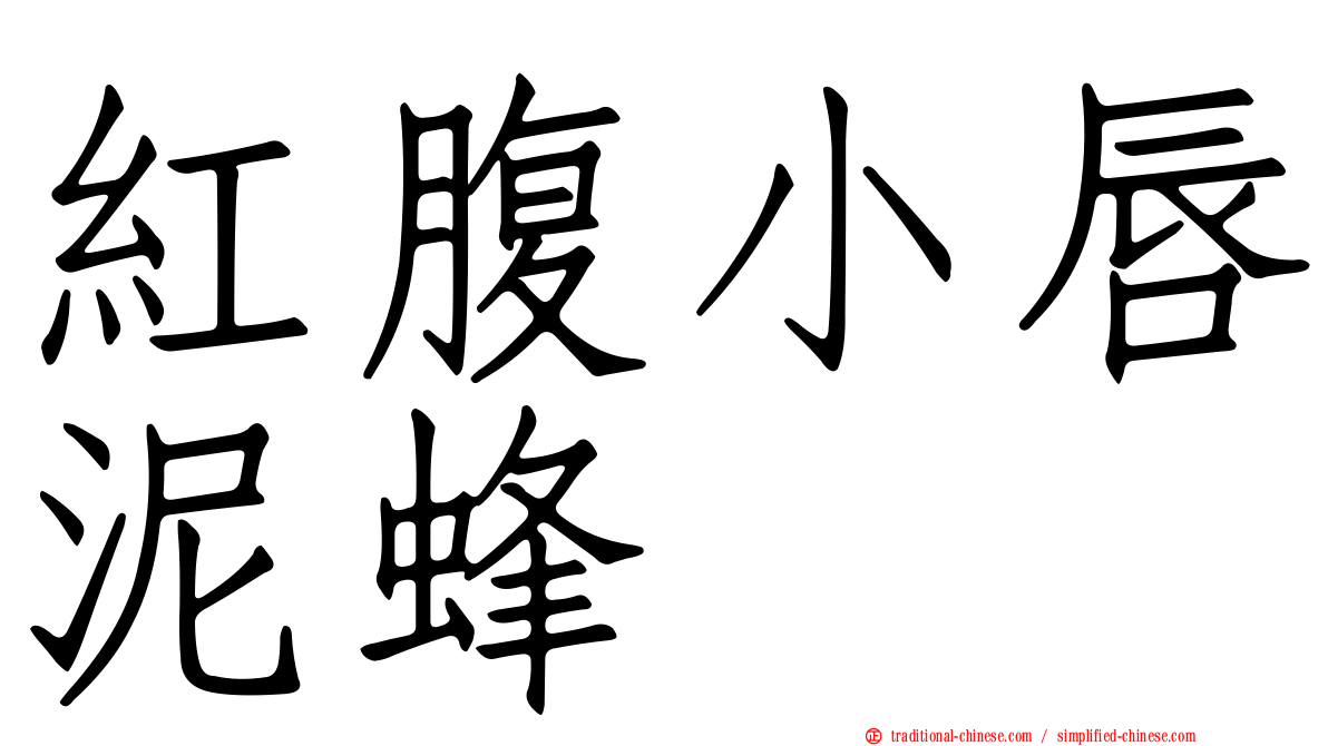 紅腹小唇泥蜂