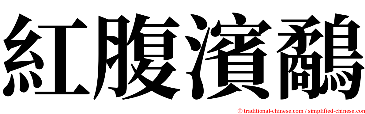 紅腹濱鷸 serif font
