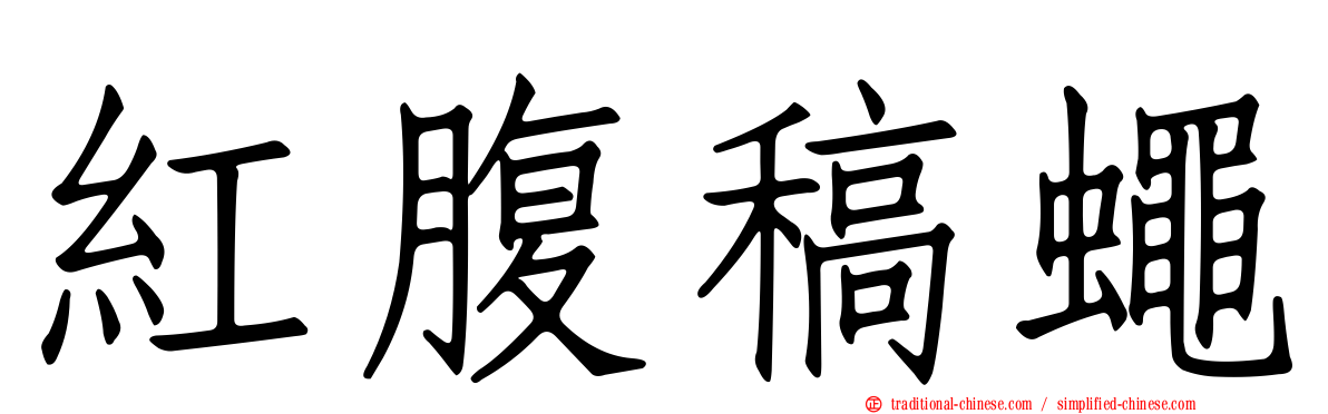 紅腹稿蠅