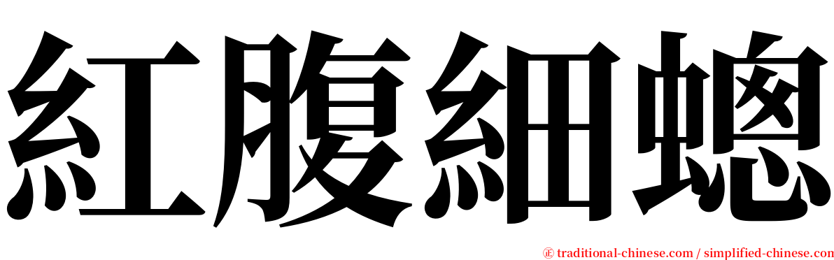 紅腹細蟌 serif font
