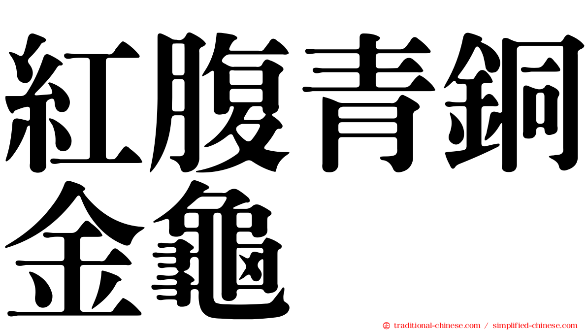 紅腹青銅金龜