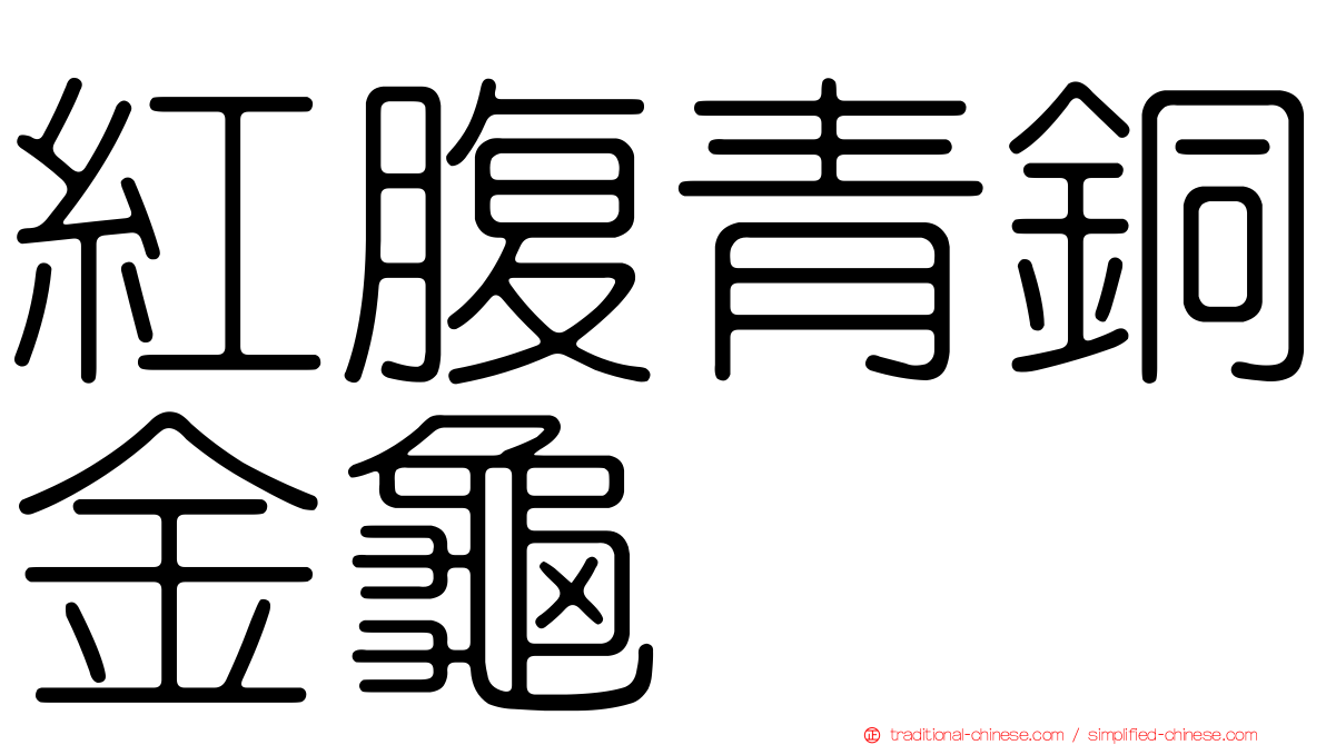 紅腹青銅金龜