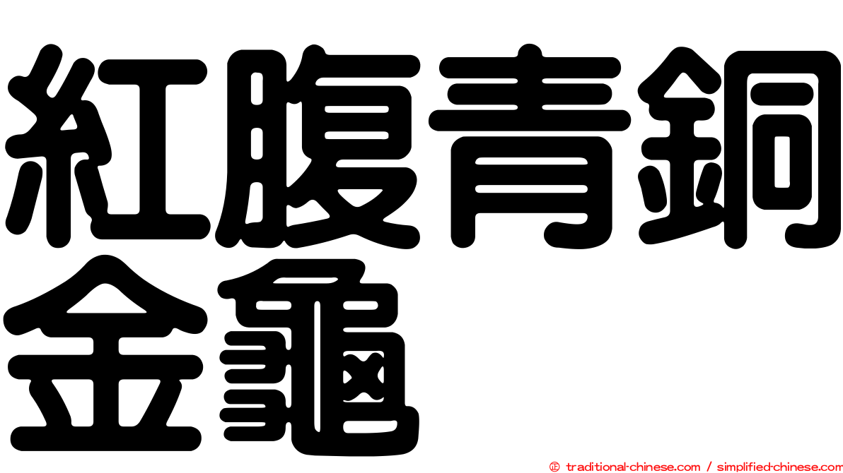 紅腹青銅金龜