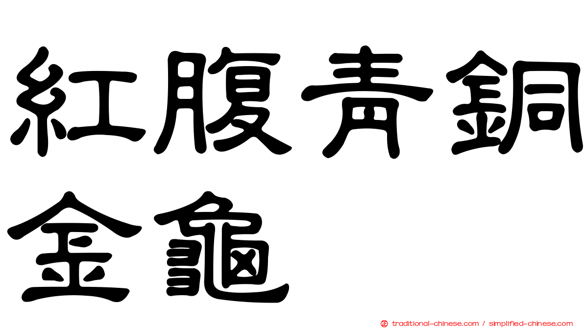 紅腹青銅金龜
