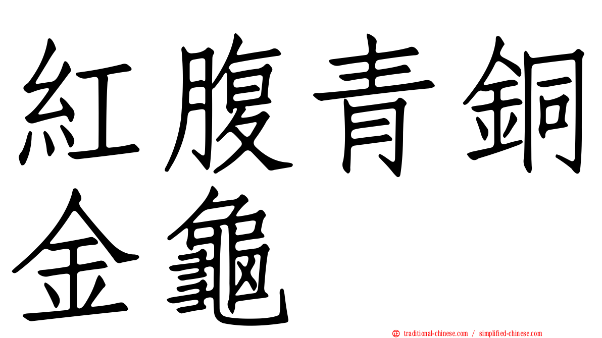 紅腹青銅金龜