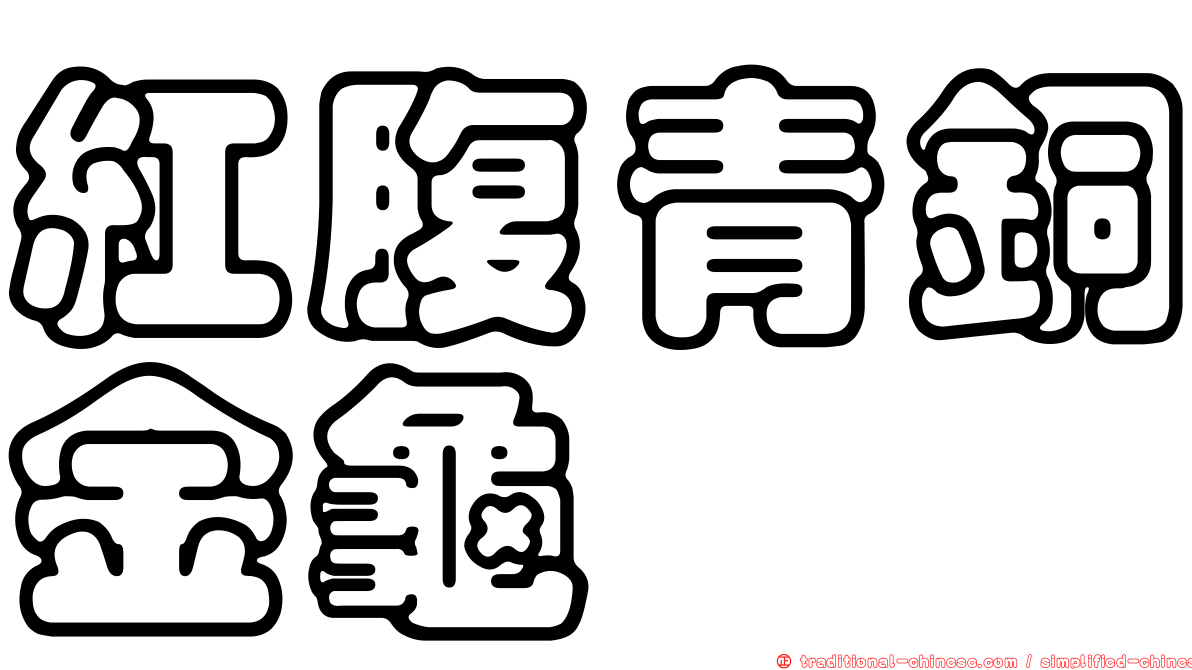 紅腹青銅金龜