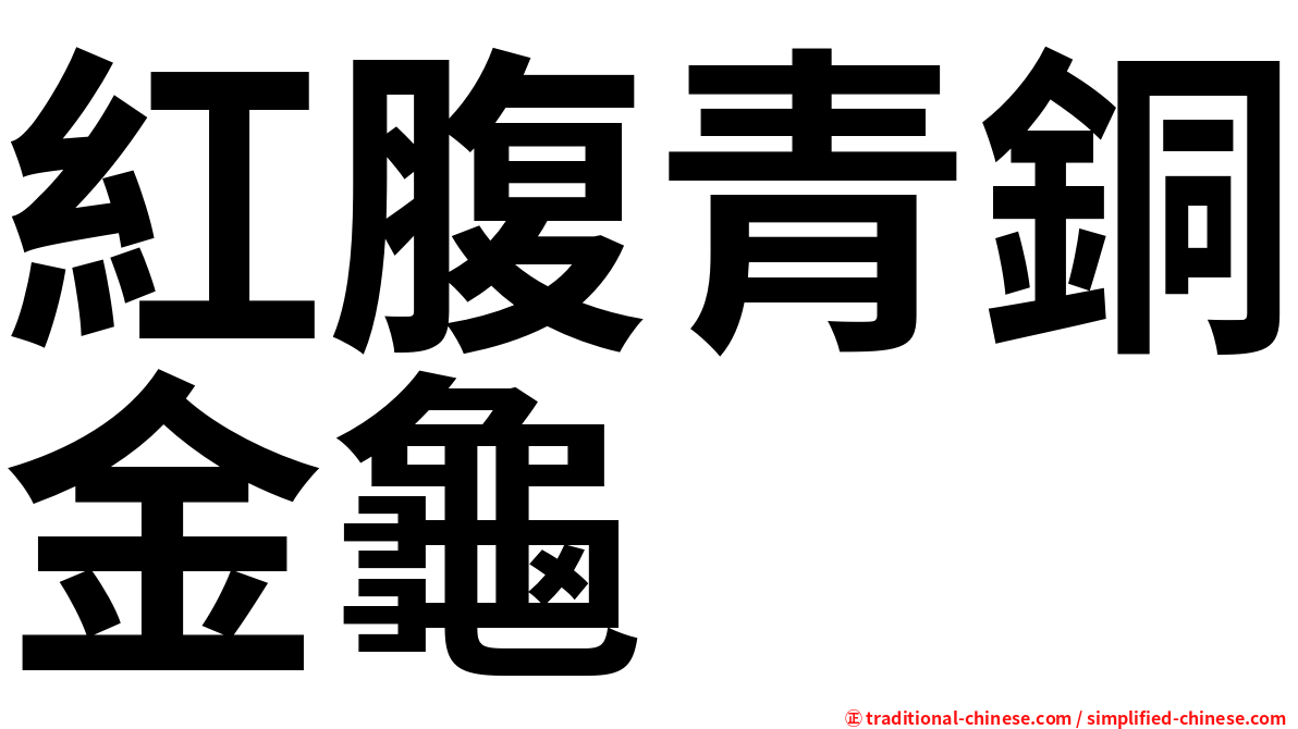 紅腹青銅金龜