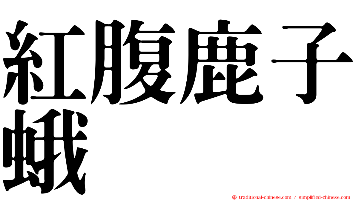 紅腹鹿子蛾