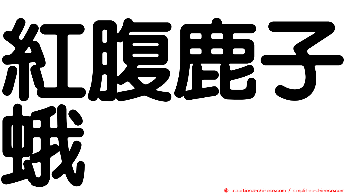 紅腹鹿子蛾