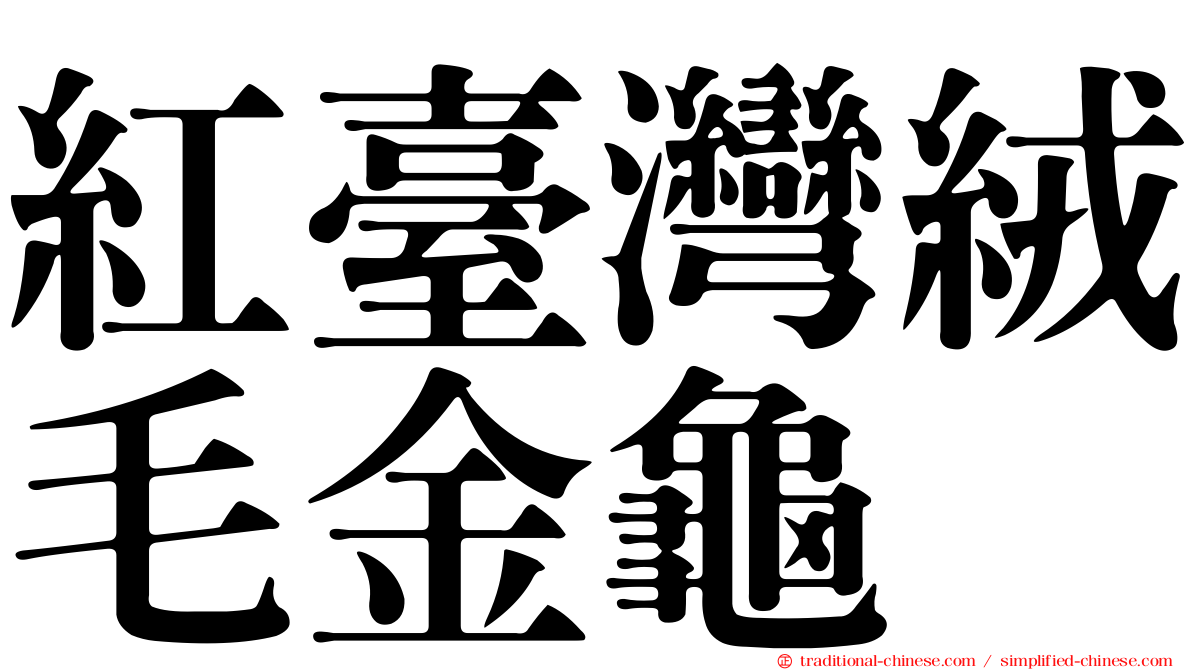 紅臺灣絨毛金龜