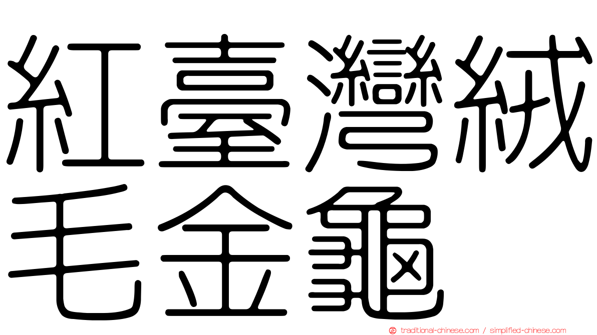 紅臺灣絨毛金龜
