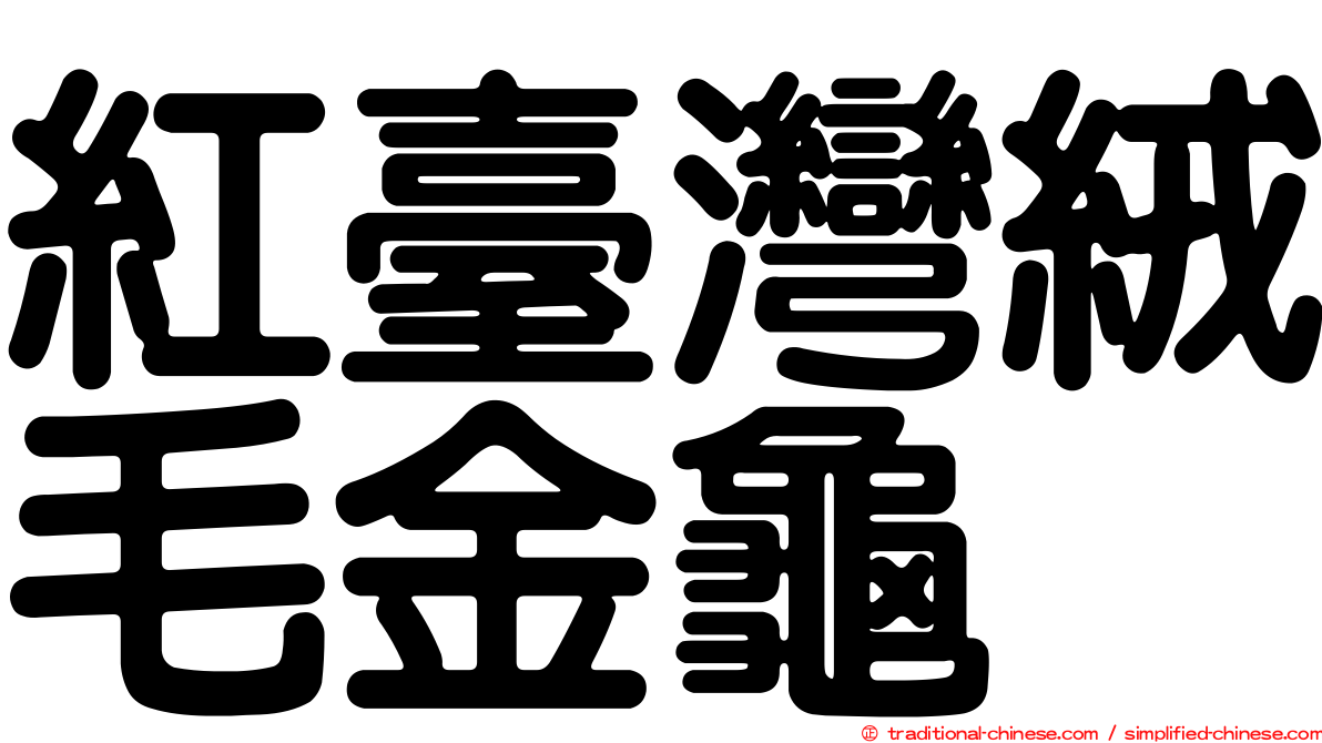 紅臺灣絨毛金龜