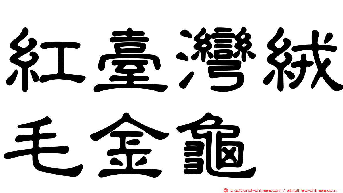 紅臺灣絨毛金龜