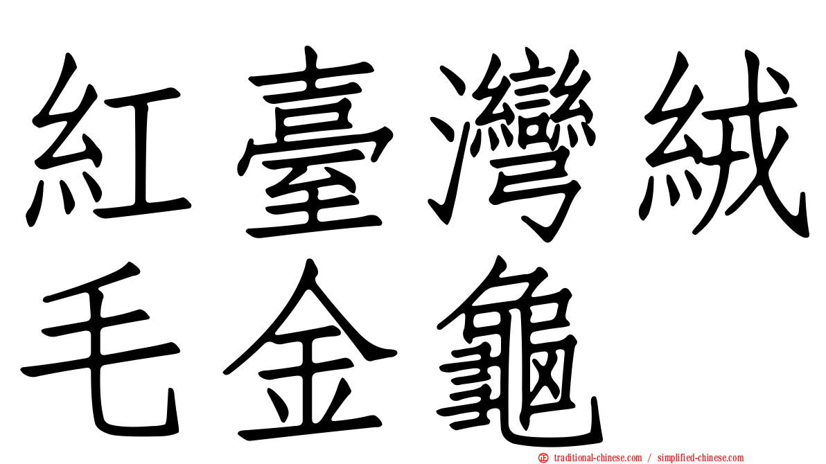 紅臺灣絨毛金龜