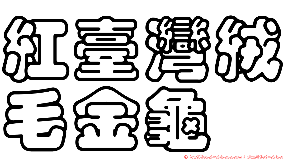 紅臺灣絨毛金龜