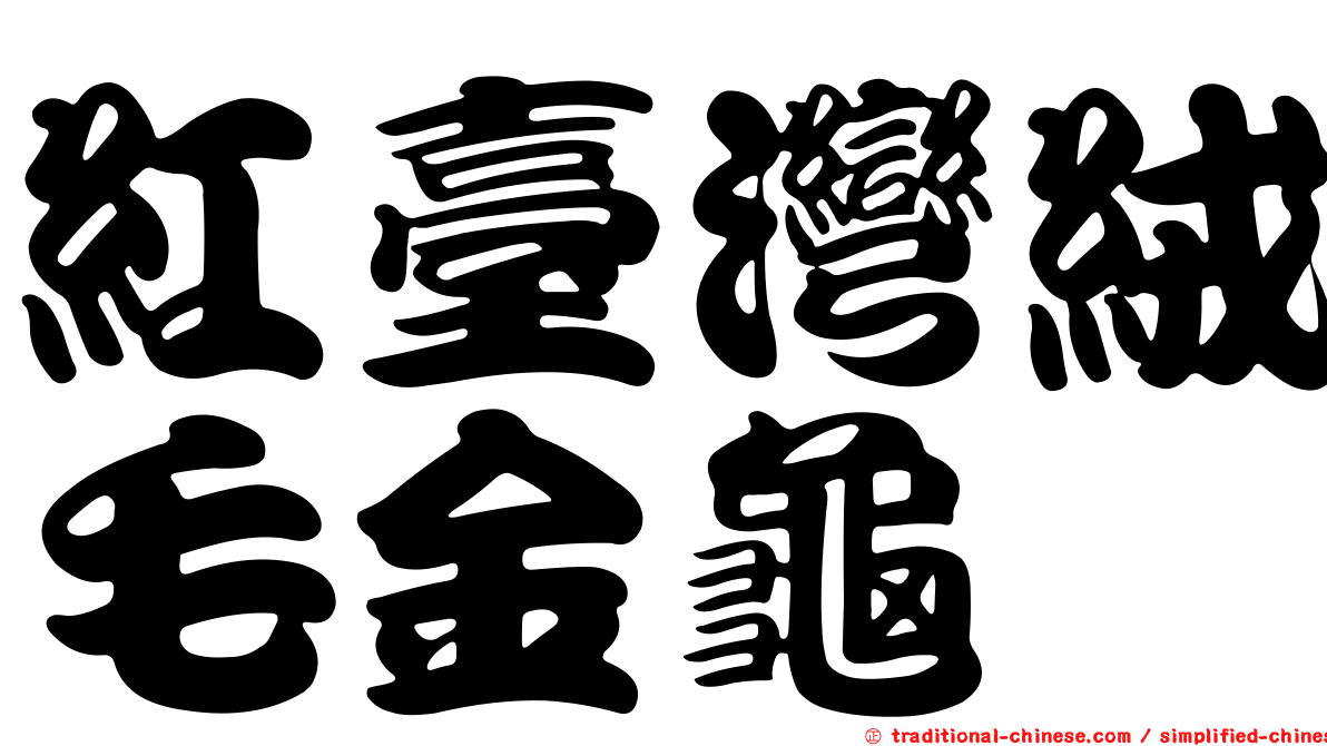紅臺灣絨毛金龜