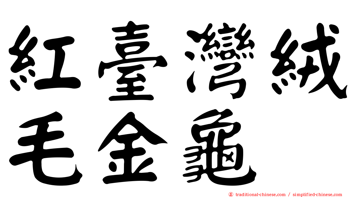 紅臺灣絨毛金龜