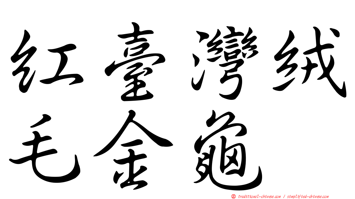 紅臺灣絨毛金龜