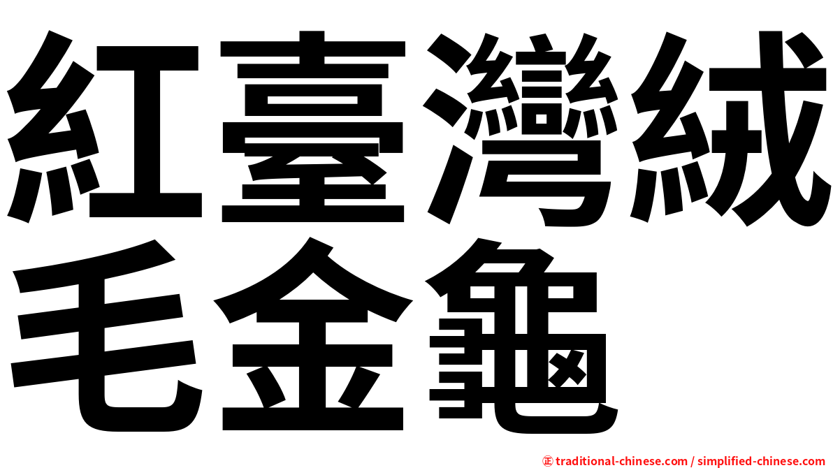 紅臺灣絨毛金龜