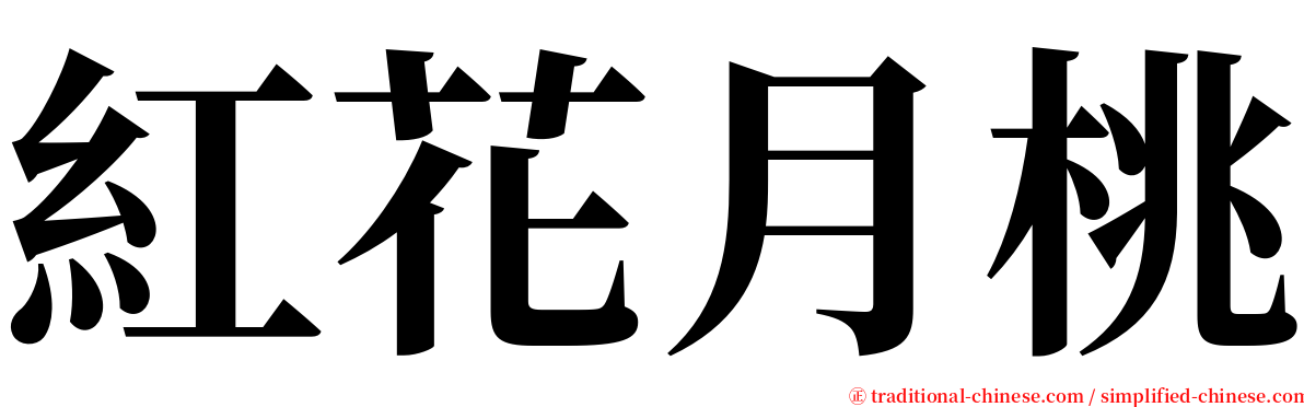 紅花月桃 serif font