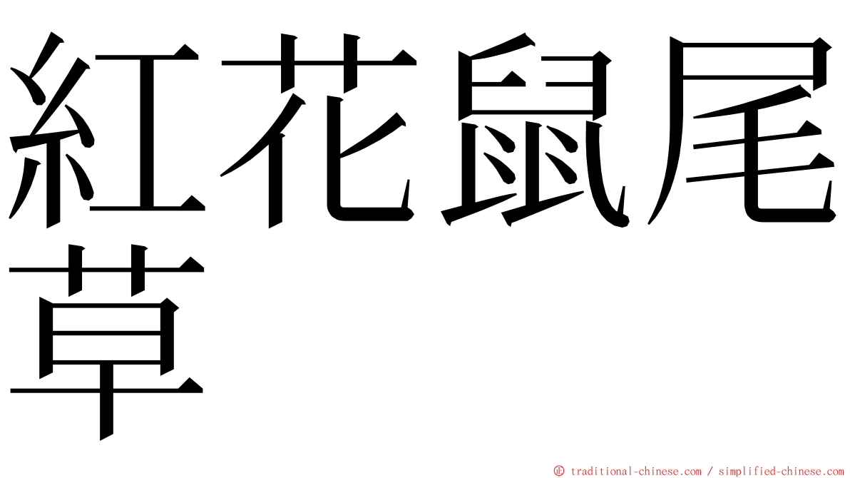 紅花鼠尾草 ming font