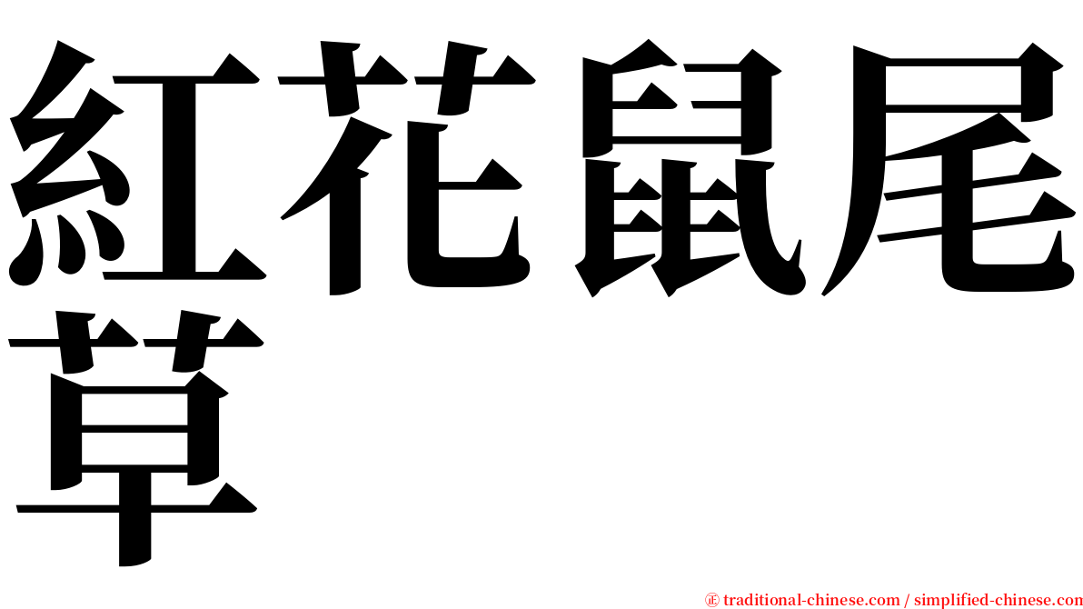 紅花鼠尾草 serif font