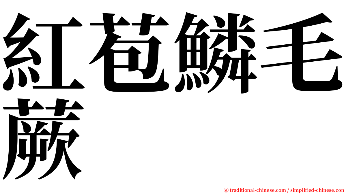 紅苞鱗毛蕨 serif font