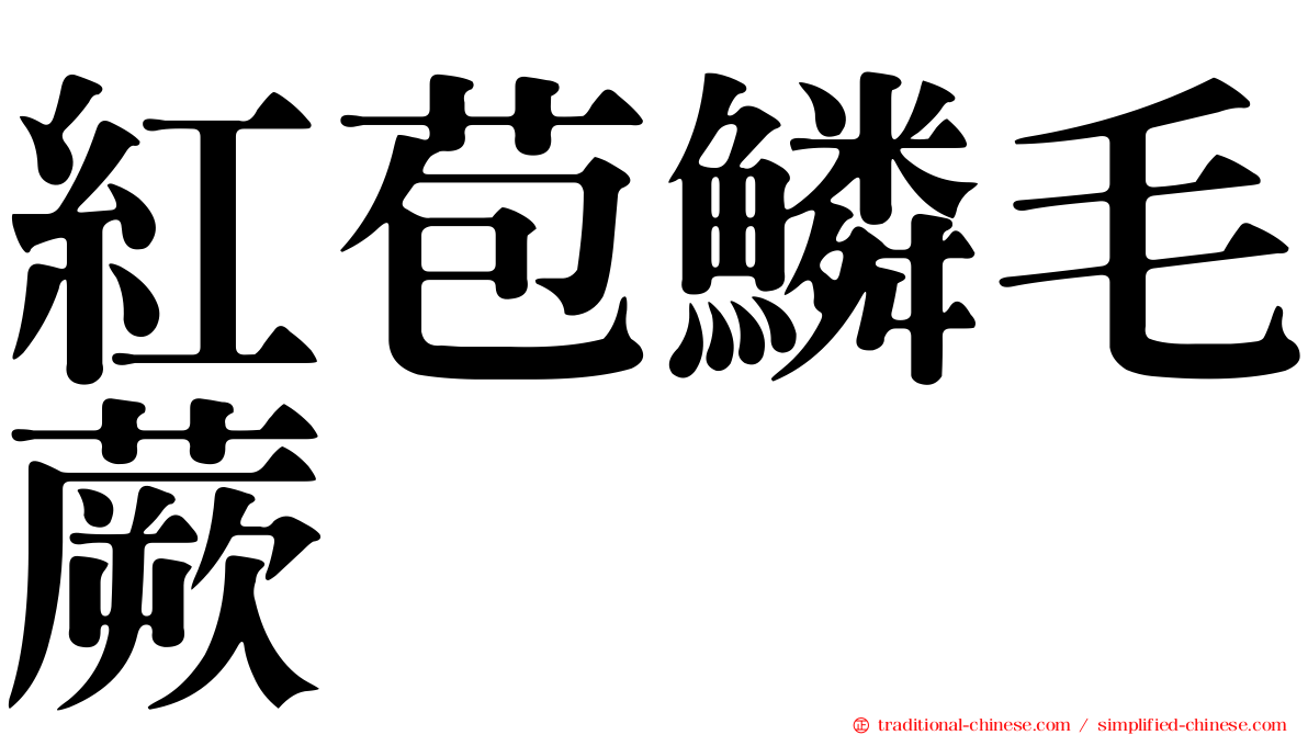 紅苞鱗毛蕨