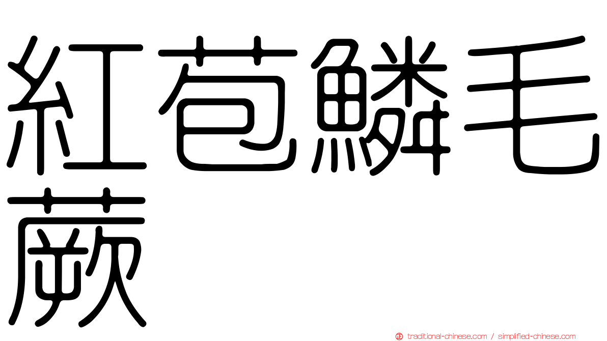 紅苞鱗毛蕨