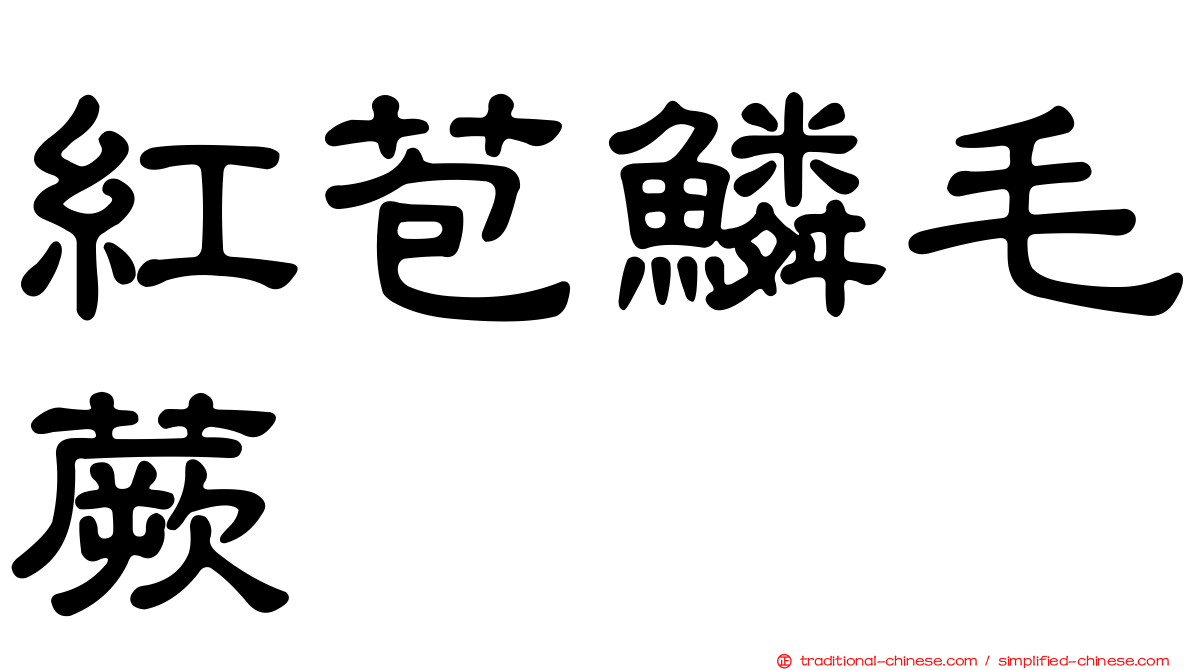 紅苞鱗毛蕨