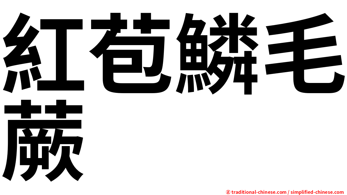 紅苞鱗毛蕨