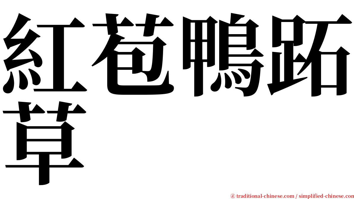 紅苞鴨跖草 serif font