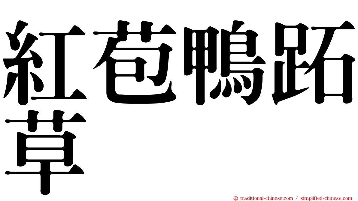 紅苞鴨跖草