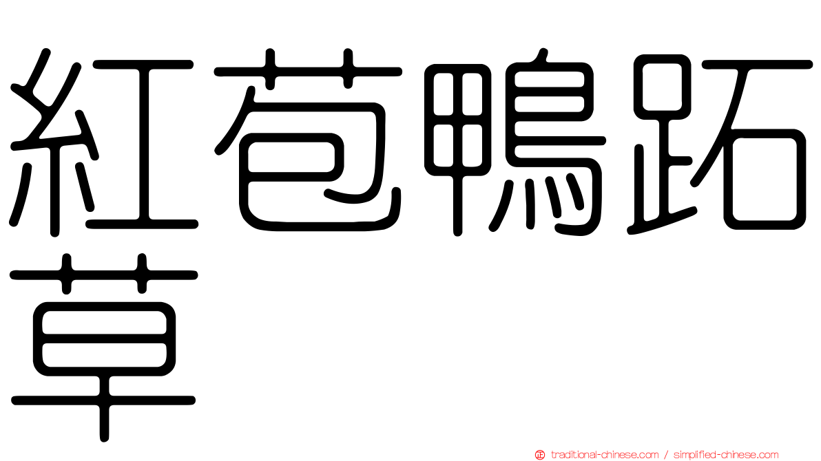 紅苞鴨跖草