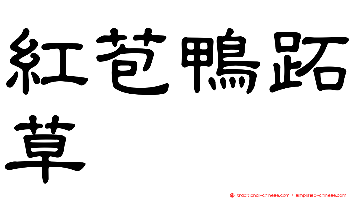 紅苞鴨跖草
