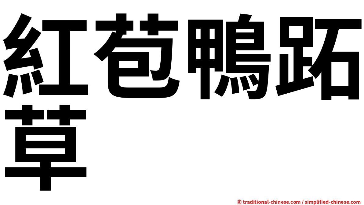 紅苞鴨跖草