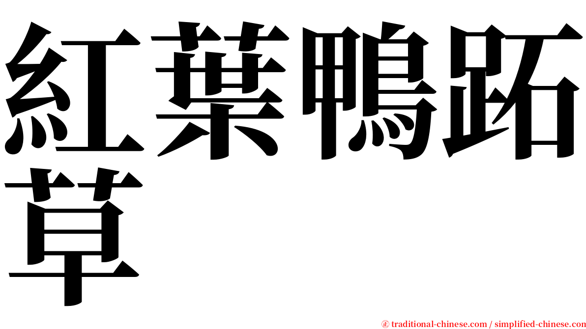 紅葉鴨跖草 serif font