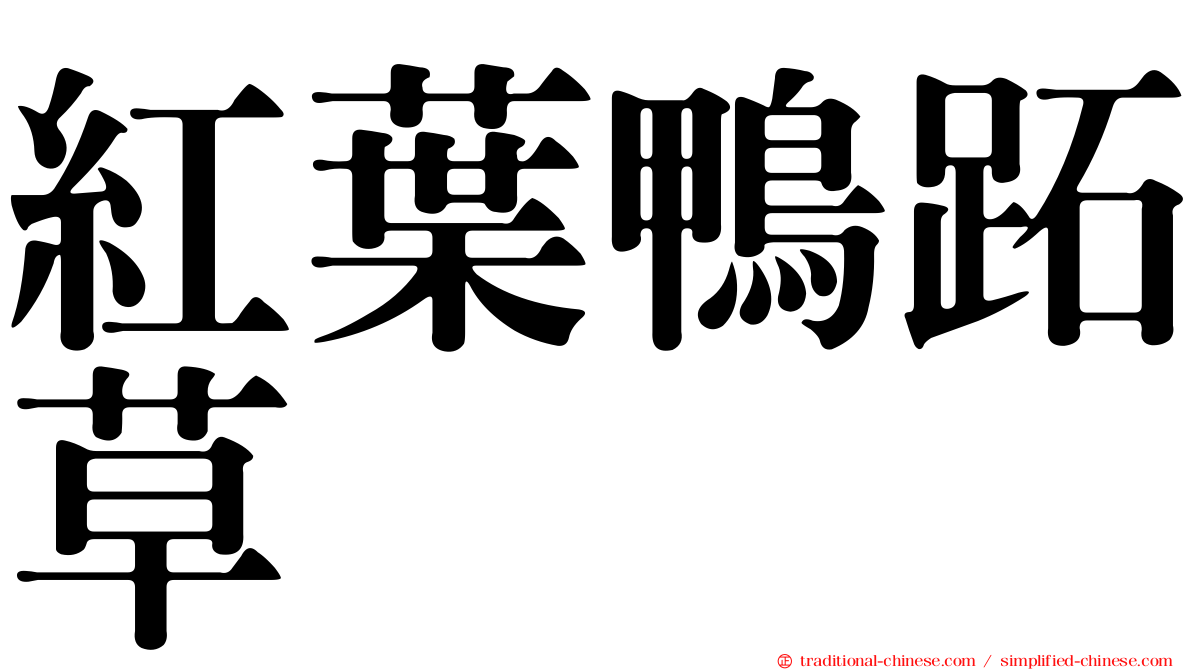 紅葉鴨跖草