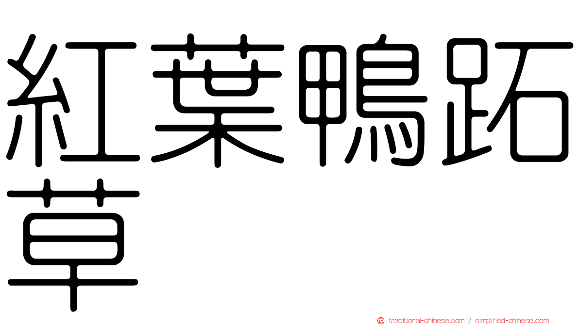 紅葉鴨跖草