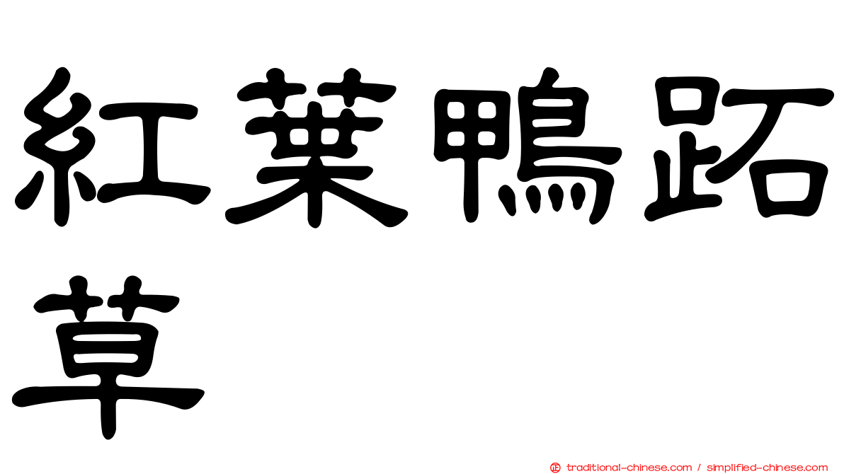 紅葉鴨跖草