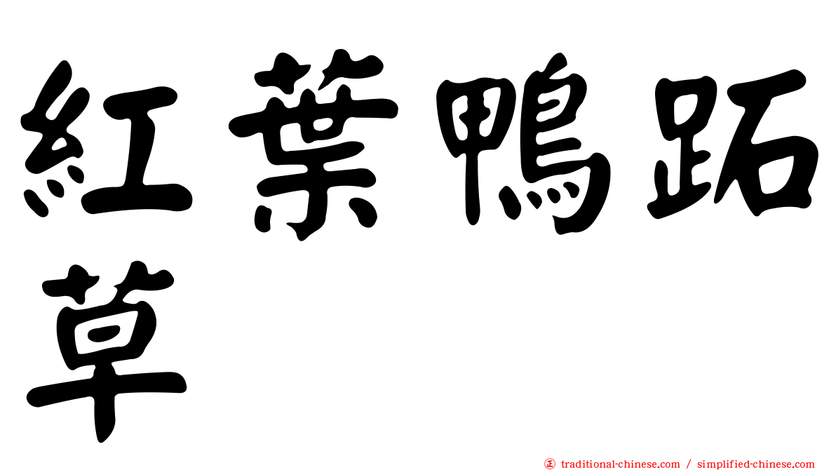 紅葉鴨跖草