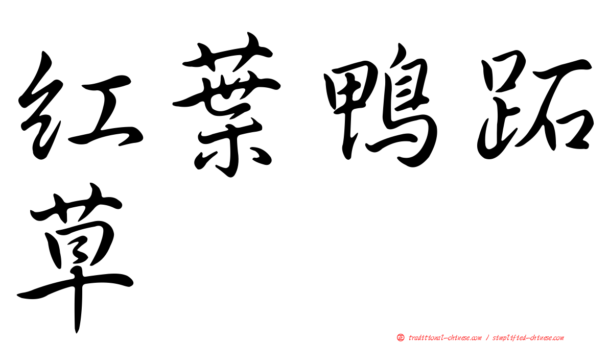 紅葉鴨跖草