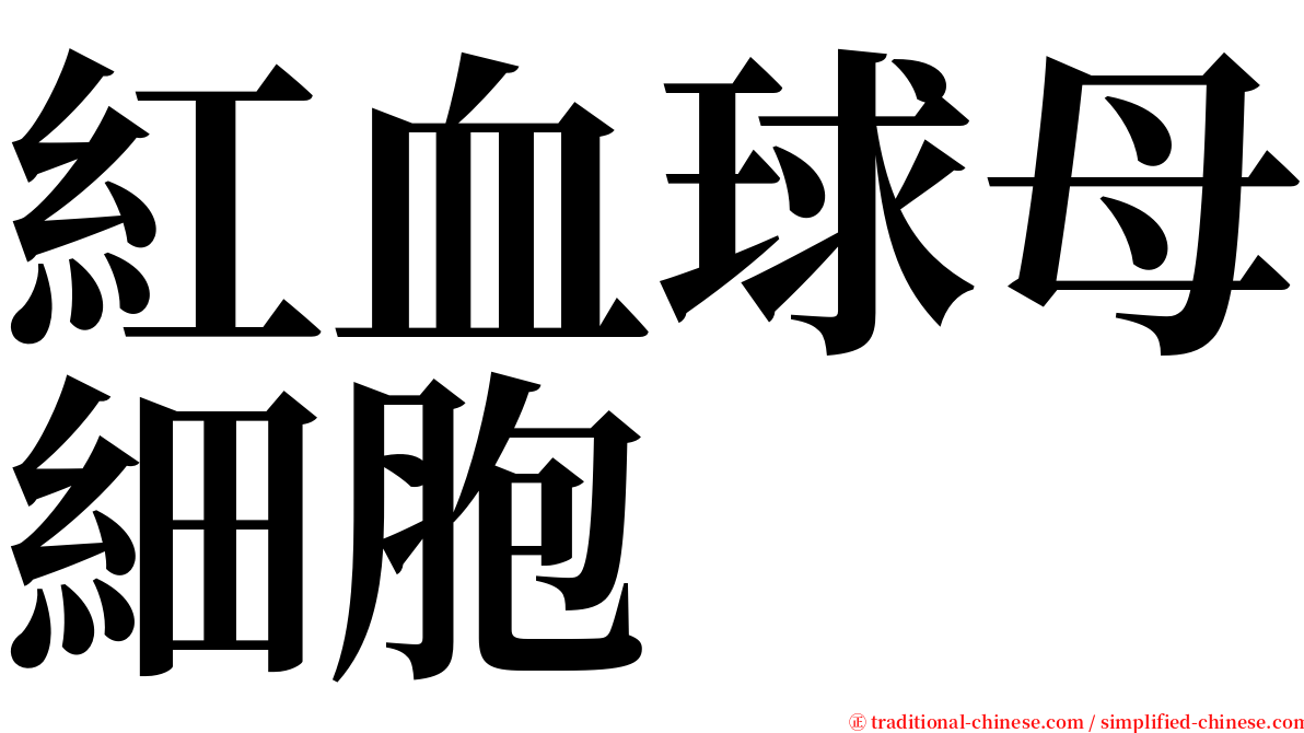 紅血球母細胞 serif font